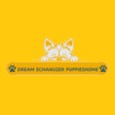 Dream schnauzer Puppies home