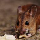 ratsremoval