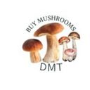 buymushroom