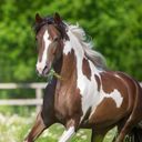playinhorse