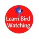 learnbirdwatchin